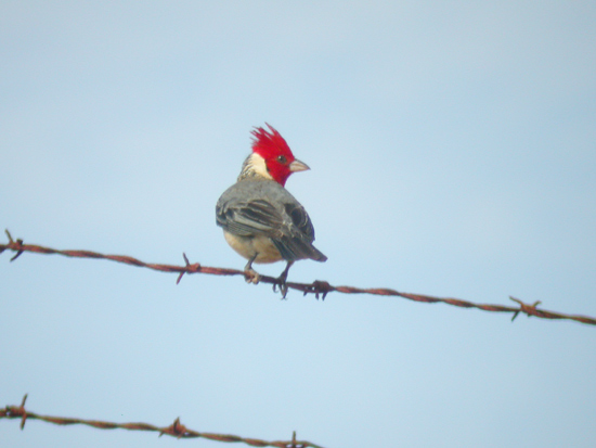 Red-crested Cardinal