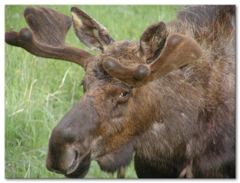 Bull Moose

Thunderer