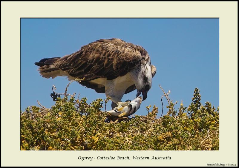 osprey29_s.jpg