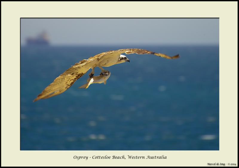 osprey39_s.jpg