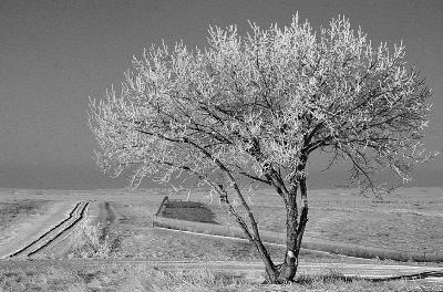 IMG_1815web3.jpg- Pure B&W