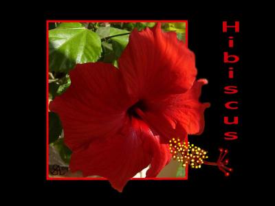 Hibiscus