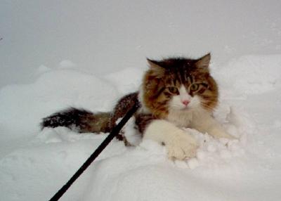 Boogie, the snow cat in Jan. 2003