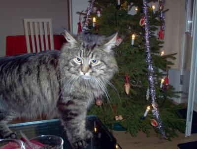 Hugo at Christmas 2003