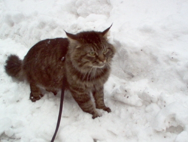 Hugo ihmettelee lumen paljoutta.