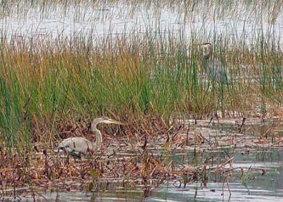 Blue Herons