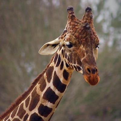 Giraffe Head 3568