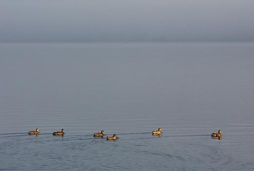Duck Armada