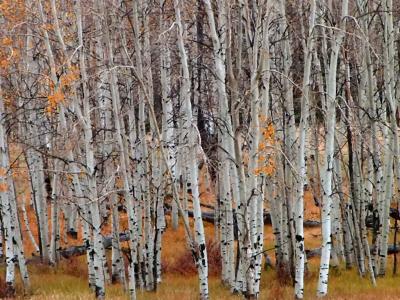 Aspen trees ready for winter