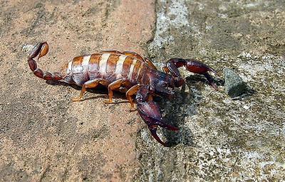 European Scorpion (assumedly Belisarius xambeui)