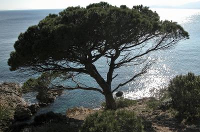 Coastal Landscape at Cote d'Azur