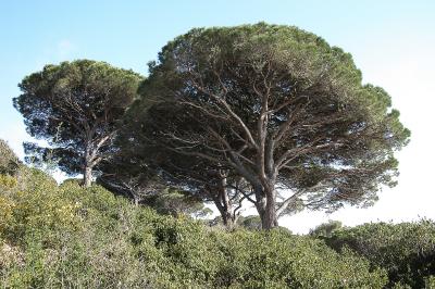 Pines at the Cote d'Azur