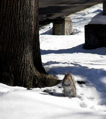 Squirrel in Cemetary