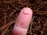 Blood midge on finger
