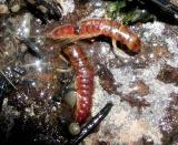 Two alderflies - Nora Lake