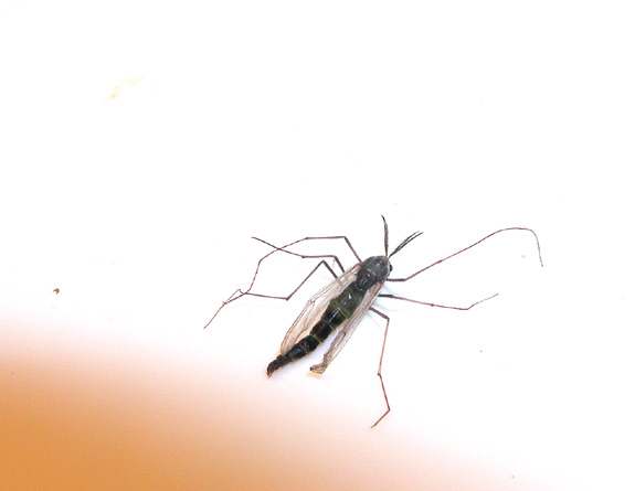 dark green midge with antennae - lewiston lake