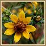 Wild Flower at Lackawanna State Park