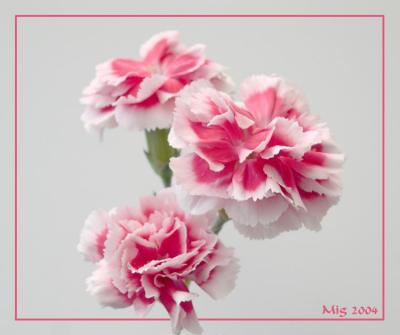 u39/miggy/medium/25275885.carnations2.jpg