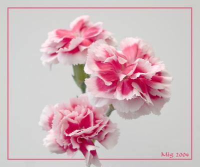 Small Carnations