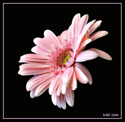 Gerbera