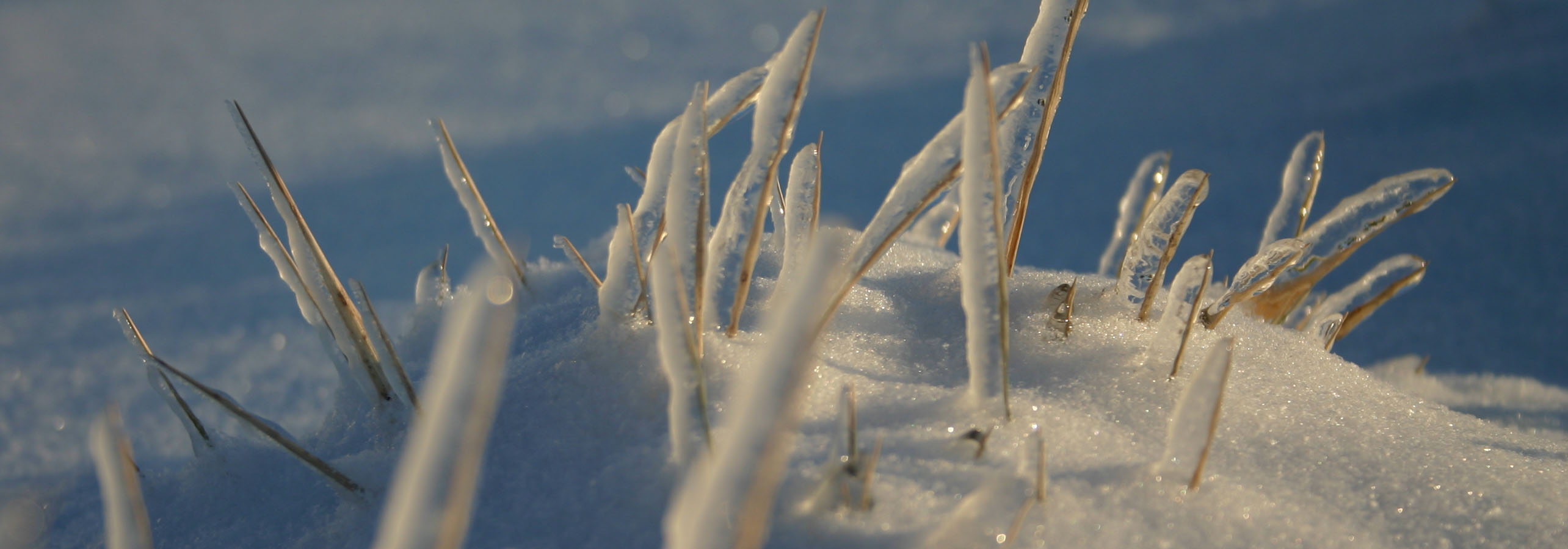Ice Storm.jpg