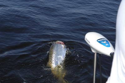 jim fighting tarpon 4 08-11-04.jpg