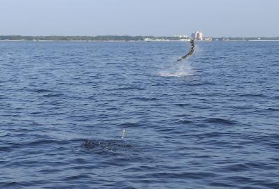 jim jumping tarpon 2 08-11-04.jpg