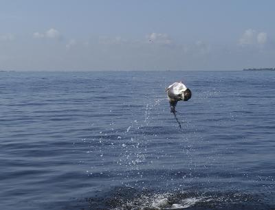jim jumping tarpon 4 08-11-04.jpg