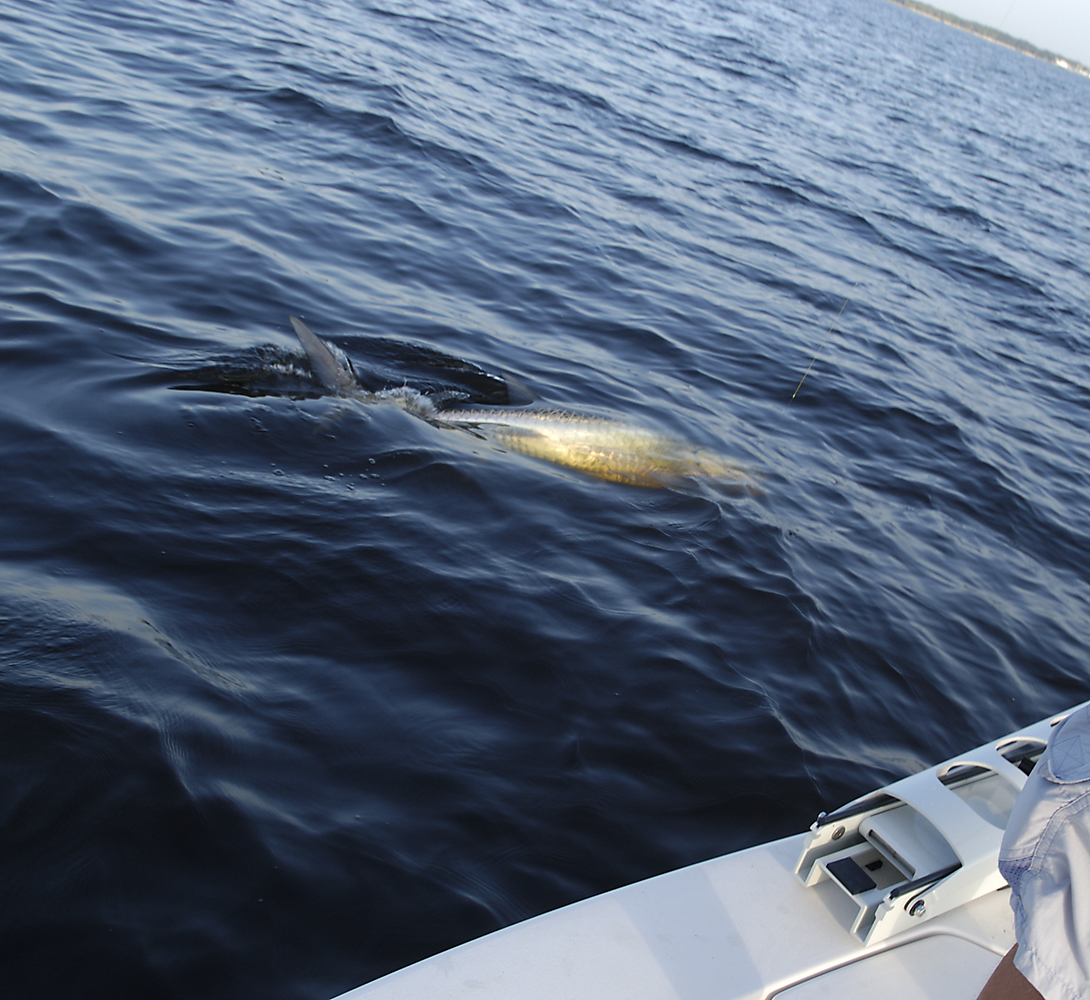 jim fighting tarpon 3 08-11-04.jpg