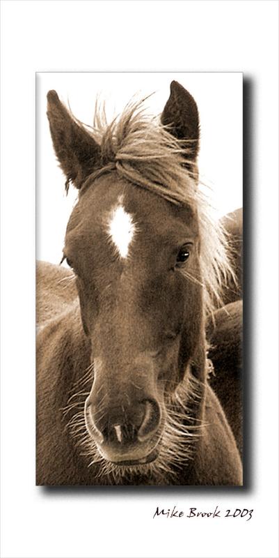 Wild Horses