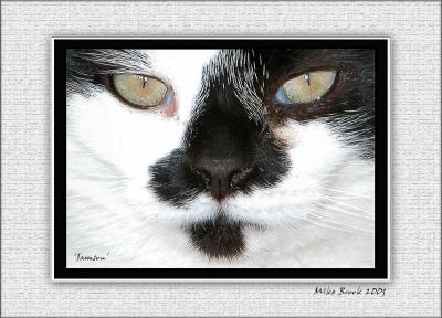 Cats with Attitude