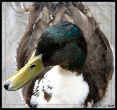 A Duck