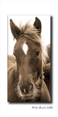 'Wild Horses'