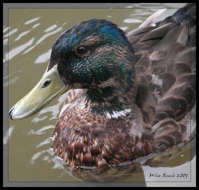 'Duck #3'
