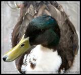 A Duck