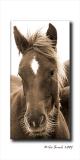 Wild Horses