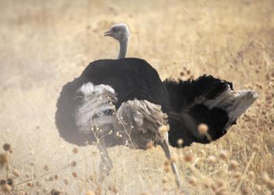 Ostrich protecting eggs