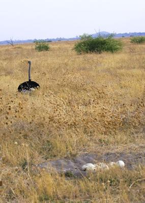 Ostrich with nest