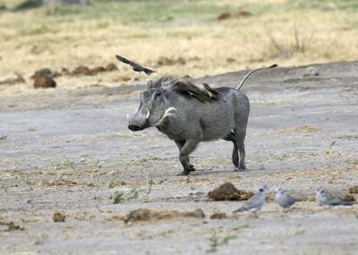 warthog with passengers