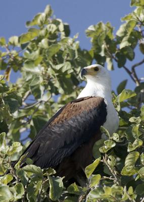Fish eagle in tree