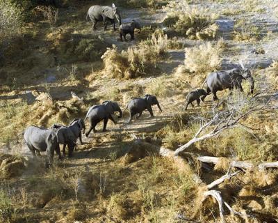 Elephants from helicopter