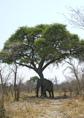 elephant shaking tree