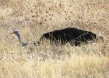Ostrich on nest