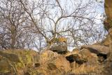 animals on rock