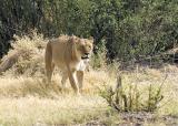 lioness