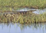 Crocodile