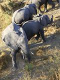 Elephant challenges helicopter