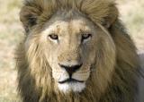 lion face