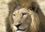 lion face
