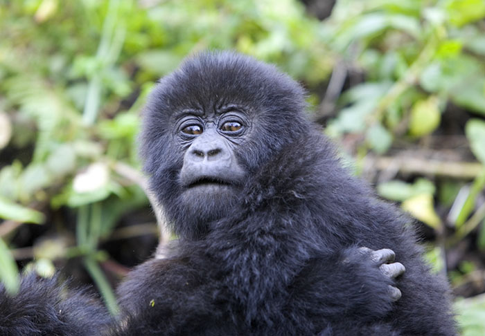 Gorilla child